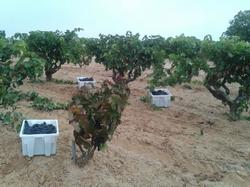 La uva recogida en la vendimia 2014 de Bodegas Viña Vilano está siendo de una calidad excepcional