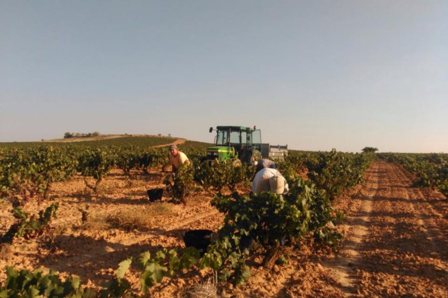 2017´s harvest Diary: an excellent vintage for ViñaVilano