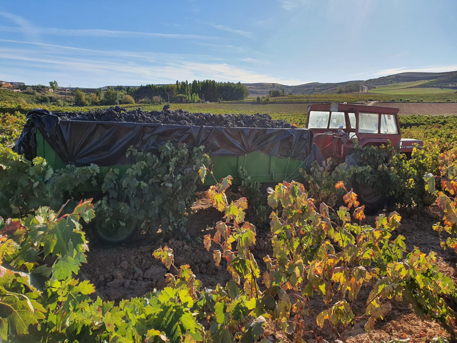 «El calor y la sequía han propiciado una vendimia sana y prolongada en Bodegas Vilano», según su enólogo José Carlos Álvarez Ramos.