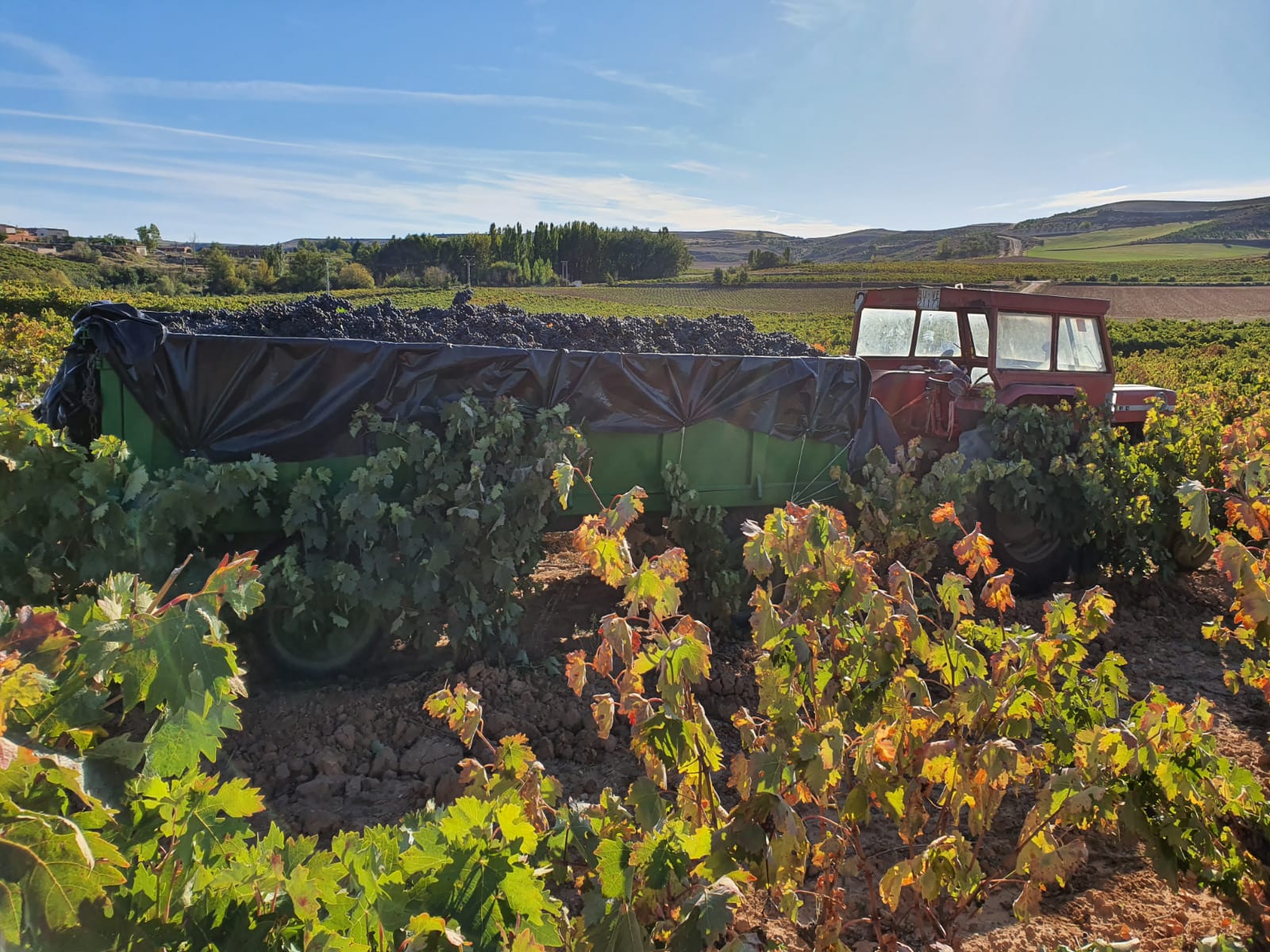 “El calor y la sequía han propiciado una vendimia sana y prolongada en Bodegas Vilano”, según su enólogo José Carlos Álvarez Ramos.